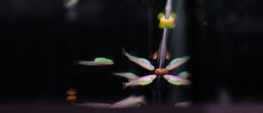 Fish quadrup mirror