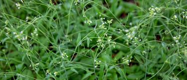 Arabidopsis thaliana top view