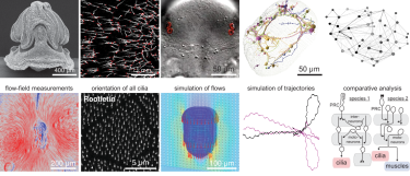 From circuits to organisms - summary of the PROTOEYE ERC project
